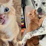 Kitten with Curled Ear is So Happy to Be Taken In, He Seeks Affection from Everyone, Including Cats and Dogs