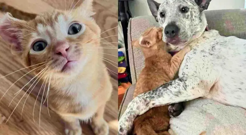 Kitten with Curled Ear is So Happy to Be Taken In, He Seeks Affection from Everyone, Including Cats and Dogs
