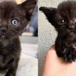 Kitten with a Rough Start Wanted to Live Life to the Fullest and Found House Cats to Show Her the Ropes