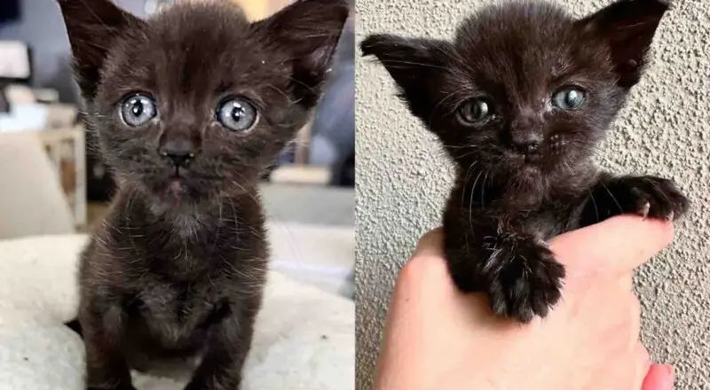 Kitten with a Rough Start Wanted to Live Life to the Fullest and Found House Cats to Show Her the Ropes