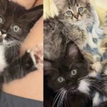 Kittens Go From Huddling in a Corner to Bouncing Around When They Live as Indoor Cats for the First Time