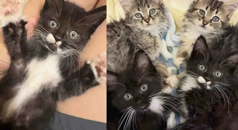 Kittens Go From Huddling in a Corner to Bouncing Around When They Live as Indoor Cats for the First Time