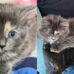 Man Went to Visit One Kitten, But Found Himself Chosen by Another Young Cat Who Completely Stole the Show