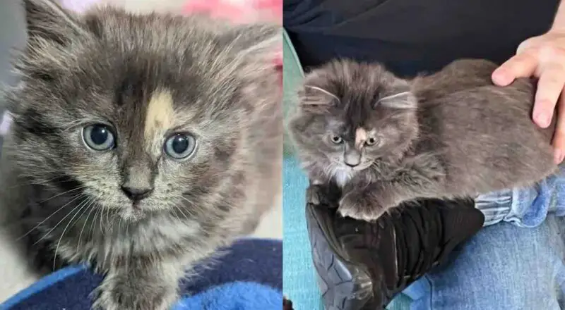 Man Went to Visit One Kitten, But Found Himself Chosen by Another Young Cat Who Completely Stole the Show