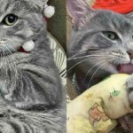 Neighborhood Cat Always Evaded Help Until the Day He Walked Up to a Person, Ready for Change