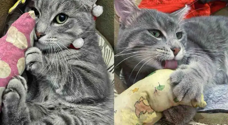 Neighborhood Cat Always Evaded Help Until the Day He Walked Up to a Person, Ready for Change