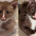 On Her Way Home Woman Finds Chocolate Brown Kitten All Alone, the Young Cat is Tiny but Mighty at Heart On Her Way Home Woman Finds Chocolate Brown Kitten All Alone, the Young Cat is Tiny but Mighty at Heart