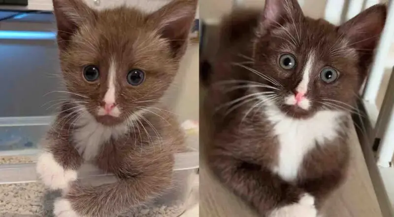 On Her Way Home Woman Finds Chocolate Brown Kitten All Alone, the Young Cat is Tiny but Mighty at Heart On Her Way Home Woman Finds Chocolate Brown Kitten All Alone, the Young Cat is Tiny but Mighty at Heart