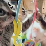 Skinny Cat Arrived Trying Her Best to Care for Her Kittens, Now Gets the Best Outcome Ever