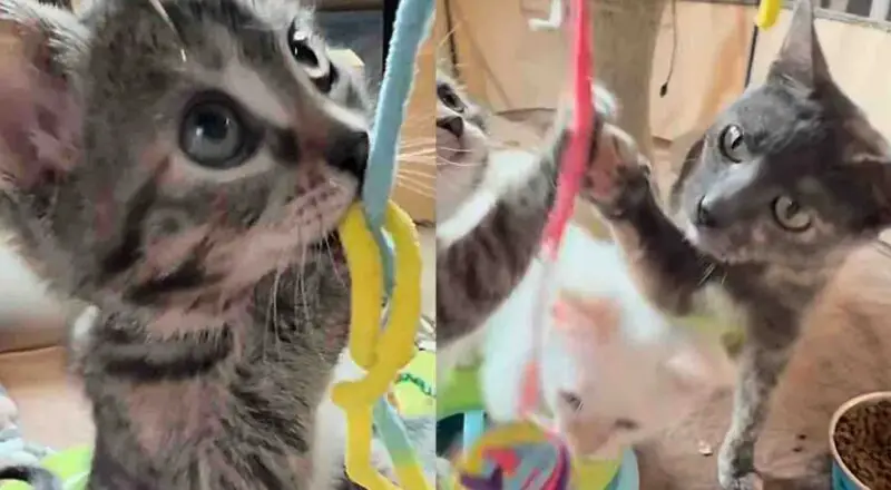 Skinny Cat Arrived Trying Her Best to Care for Her Kittens, Now Gets the Best Outcome Ever