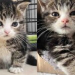 They Bring in a Litter of Kittens and Notice One is Extra Small, Turns Out the Tiny Cat Needs Special Help They Bring in a Litter of Kittens and Notice One is Extra Small, Turns Out the Tiny Cat Needs Special Help