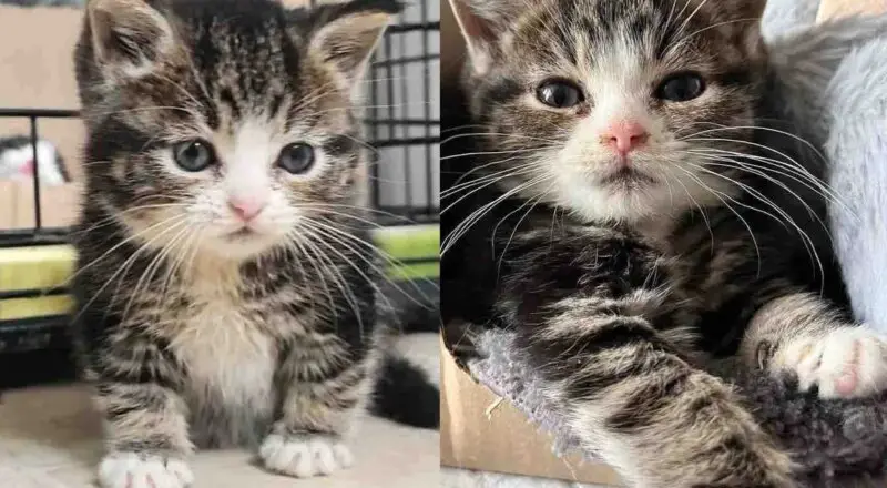 They Bring in a Litter of Kittens and Notice One is Extra Small, Turns Out the Tiny Cat Needs Special Help
