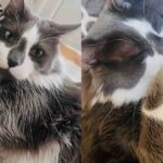 They Find a Shy Cat Left Outside, Once They Take Him in, He Has One Goal – to Find a Human of His Own