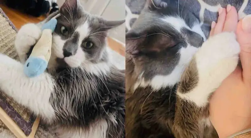 They Find a Shy Cat Left Outside, Once They Take Him in, He Has One Goal – to Find a Human of His Own