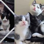 They Help Cat and Her Kittens Found in an Alley, Then One Day She Enters a Store, Claiming It As Her Own