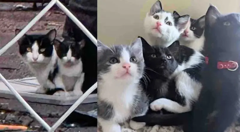 They Help Cat and Her Kittens Found in an Alley, Then One Day She Enters a Store, Claiming It As Her Own