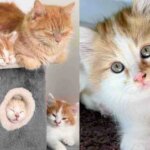They Help a Cat and Kittens Living in a Backyard, and Spring Back When They Realize There’s One More