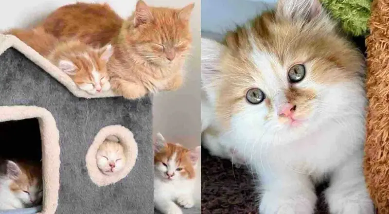 They Help a Cat and Kittens Living in a Backyard, and Spring Back When They Realize There’s One More