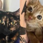They Never Stop Looking for the Cat Spotted at a Tire Shop, Until She Shows Up Again with Two Kittens They Never Stop Looking for the Cat Spotted at a Tire Shop, Until She Shows Up Again with Two Kittens