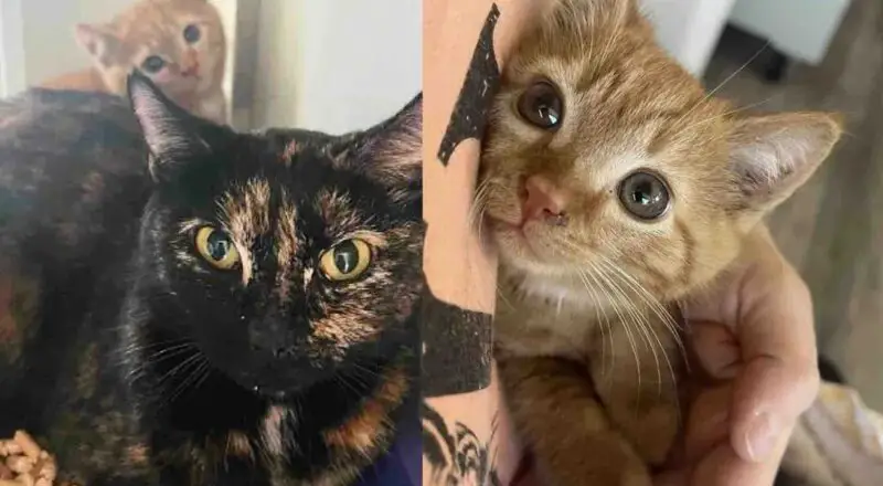 They Never Stop Looking for the Cat Spotted at a Tire Shop, Until She Shows Up Again with Two Kittens