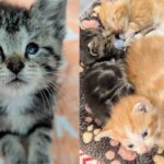 They Step in to Help a Litter of Kittens and Meet One Determined Little Cat Who Runs the Show
