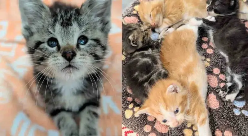 They Step in to Help a Litter of Kittens and Meet One Determined Little Cat Who Runs the Show