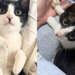 They Take a Chance on a Cat from the Streets – Once a Forgotten Kitten, Now She Gets Everything Her Way