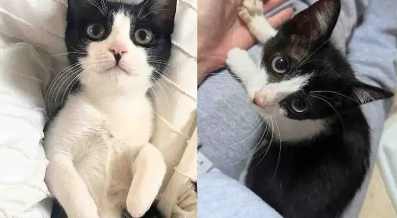 They Take a Chance on a Cat from the Streets – Once a Forgotten Kitten, Now She Gets Everything Her Way
