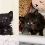 They Take in a ‘Ten-day-old’ Shelter Kitten in Need of Help, Turns Out the Little Cat is Much Older