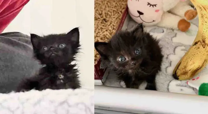 They Take in a ‘Ten-day-old’ Shelter Kitten in Need of Help, Turns Out the Little Cat is Much Older