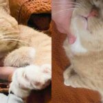 They Welcome a Stray Cat, Thinking He Might Be Friendly, Turns Out He’s Been Waiting for This All Along