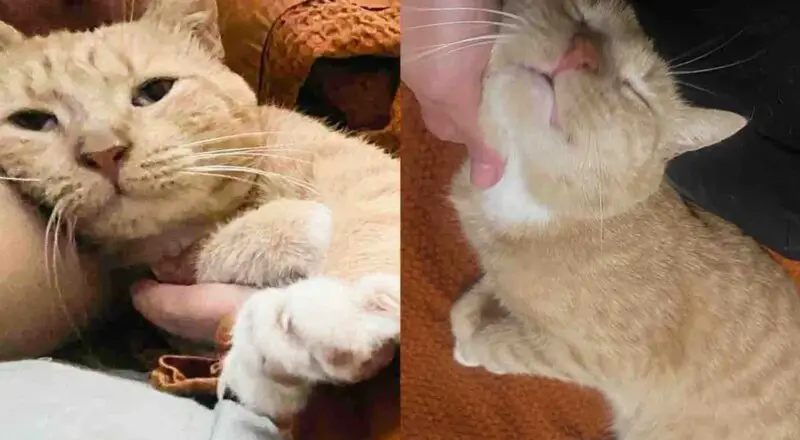 They Welcome a Stray Cat, Thinking He Might Be Friendly, Turns Out He’s Been Waiting for This All Along