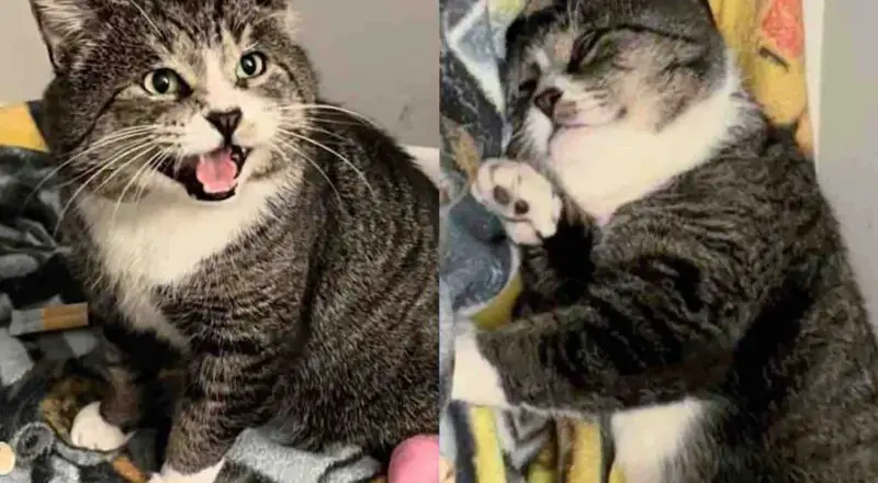 After Almost a Year They Bring Big Street Cat to Safety, Only to Discover He’s Gentle Giant with a Lot to Say