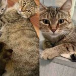 Cat Can’t Bear Another Day in Shelter, a Woman Comes in for Her and Her Kittens, It Makes All the Difference