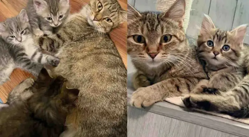 Cat Can’t Bear Another Day in Shelter, a Woman Comes in for Her and Her Kittens, It Makes All the Difference