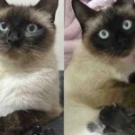 Cat Finally Steps Inside to Safety After Weeks of Living Outside, Days Later She Has Five Kittens By Her Side Cat Finally Steps Inside to Safety After Weeks of Living Outside, Days Later She Has Five Kittens By Her Side