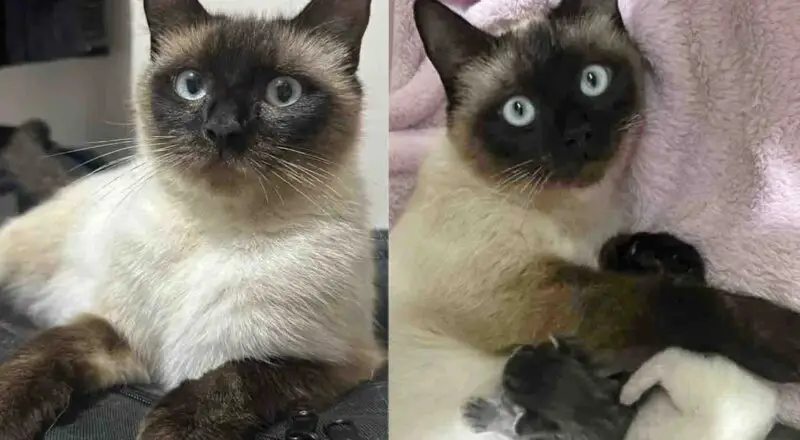 Cat Finally Steps Inside to Safety After Weeks of Living Outside, Days Later She Has Five Kittens By Her Side