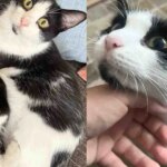 Cat Finds a Safe Place for Her Kittens, Though She Adores Them All, One Clearly Steals Her Heart Cat Finds a Safe Place for Her Kittens, Though She Adores Them All, One Clearly Steals Her Heart