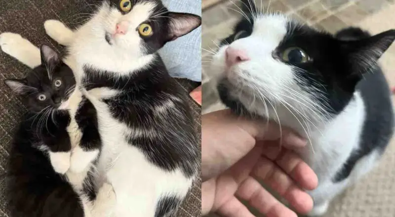 Cat Finds a Safe Place for Her Kittens, Though She Adores Them All, One Clearly Steals Her Heart