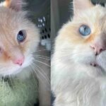 Cat Found Outside Unable to Move, But After Weeks Indoors, He Becomes Happiest Cat He was Always Meant to Be Cat Found Outside Unable to Move, But After Weeks Indoors, He Becomes Happiest Cat He was Always Meant to Be