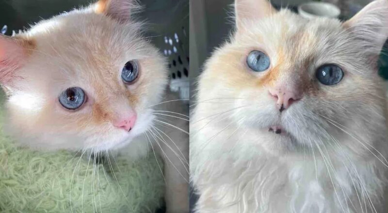 Cat Found Outside Unable to Move, But After Weeks Indoors, He Becomes Happiest Cat He was Always Meant to Be
