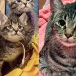 Cat Gives Sweetest ‘Thanks’ When She’s Let Inside to Have Kittens, Now They Have the Ending She Always Wanted Cat Gives Sweetest ‘Thanks’ When She’s Let Inside to Have Kittens, Now They Have the Ending She Always Wanted