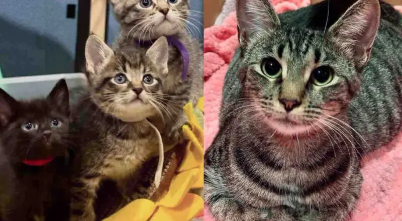 Cat Gives Sweetest ‘Thanks’ When She’s Let Inside to Have Kittens, Now They Have the Ending She Always Wanted