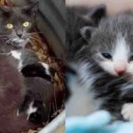 Cat Hid Her Kittens in a Tin Barrel Until Help Arrived, Then She Tried Indoor Living for the First Time