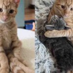 Cat Takes in a Kitten Who is Bigger Than Her Own, Turns Out the Little Guy Has So Much to Give