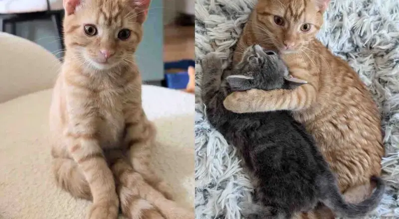 Cat Takes in a Kitten Who is Bigger Than Her Own, Turns Out the Little Guy Has So Much to Give
