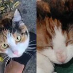 Cat Walks Up to a Person Asking for Help and Has Her Dream Come True in Time for Thanksgiving Cat Walks Up to a Person Asking for Help and Has Her Dream Come True in Time for Thanksgiving