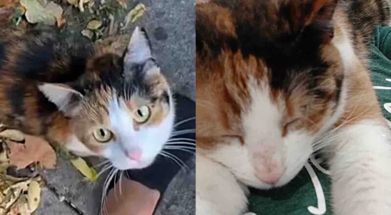 Cat Walks Up to a Person Asking for Help and Has Her Dream Come True in Time for Thanksgiving