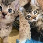 Kitten Convinces Staff to Take Her Out of Animal Shelter and Help Make Her Dream Come True Kitten Convinces Staff to Take Her Out of Animal Shelter and Help Make Her Dream Come True
