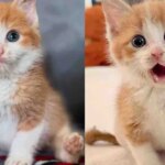 Kitten Rejected by a Cat is Accepted by Others, Rocking Life with One Back Paw, Charming Everyone She Meets Kitten Rejected by a Cat is Accepted by Others, Rocking Life with One Back Paw, Charming Everyone She Meets